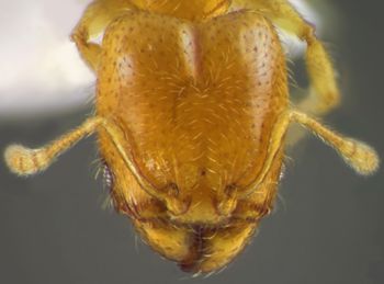 Media type: image;   Entomology 34295 Aspect: head frontal view